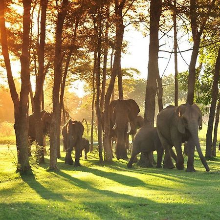 Three Cities Thorntree River Lodge 利文斯顿 外观 照片